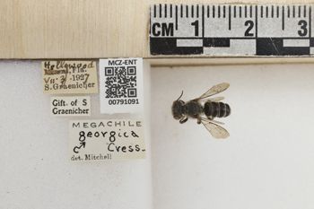 Media type: image;   Entomology 791091 Aspect: Labels